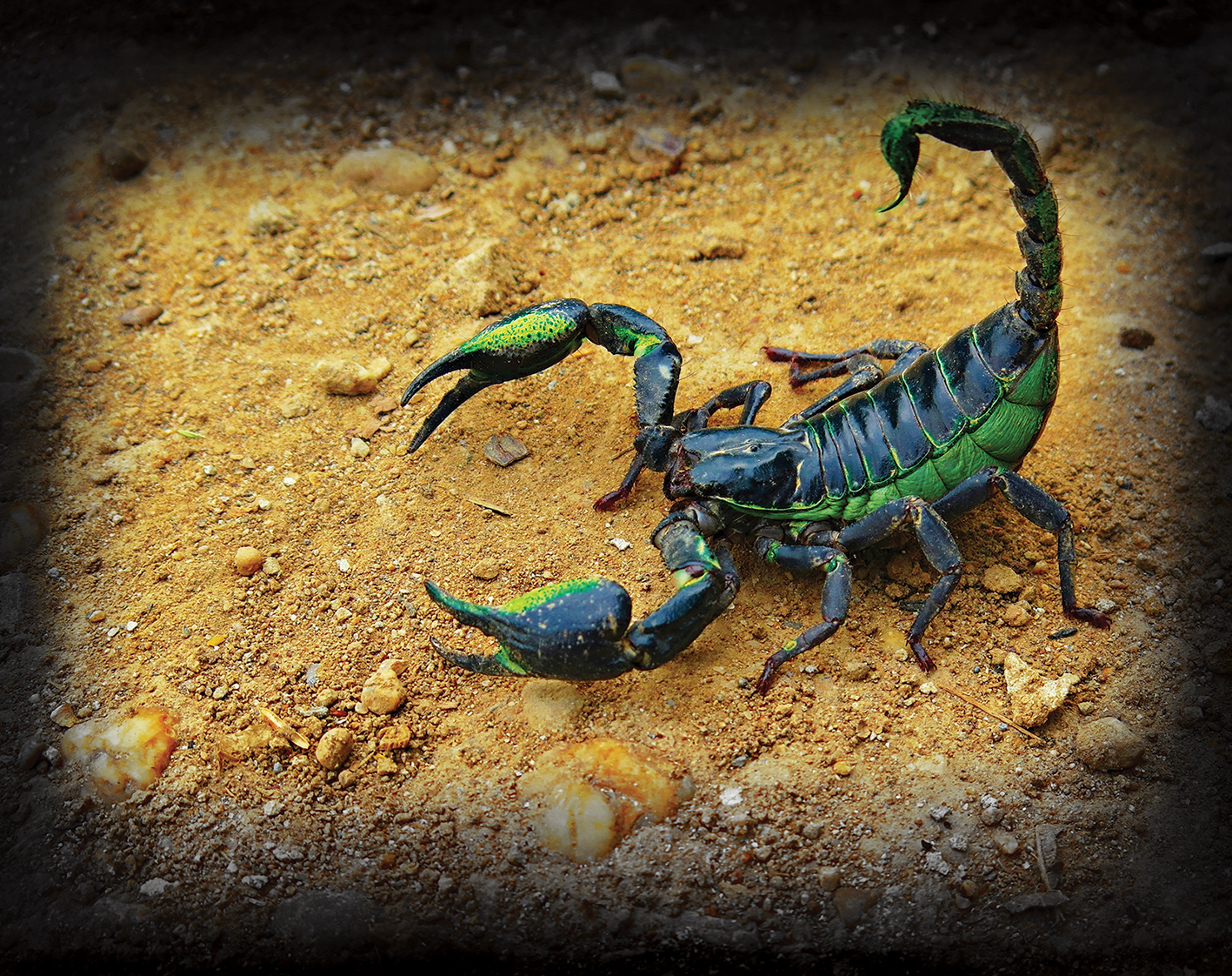 Скорпион в пустыне фото